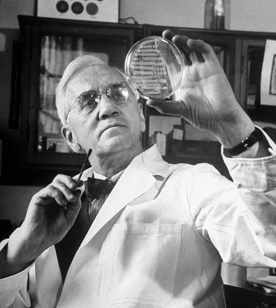 Alexander Fleming v laboratorijskem plašču si ogleduje petrijevko